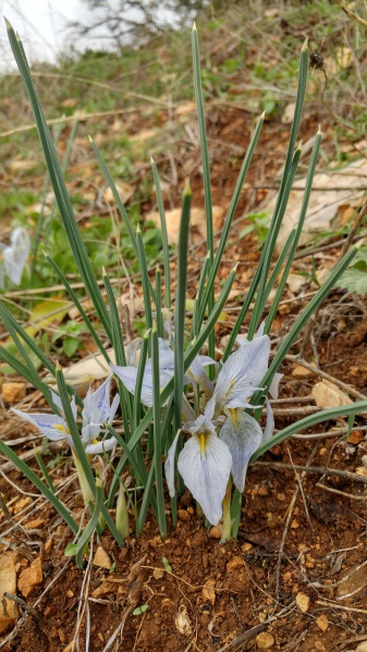 קובץ:2018.01.15-140160.757.android.jpg