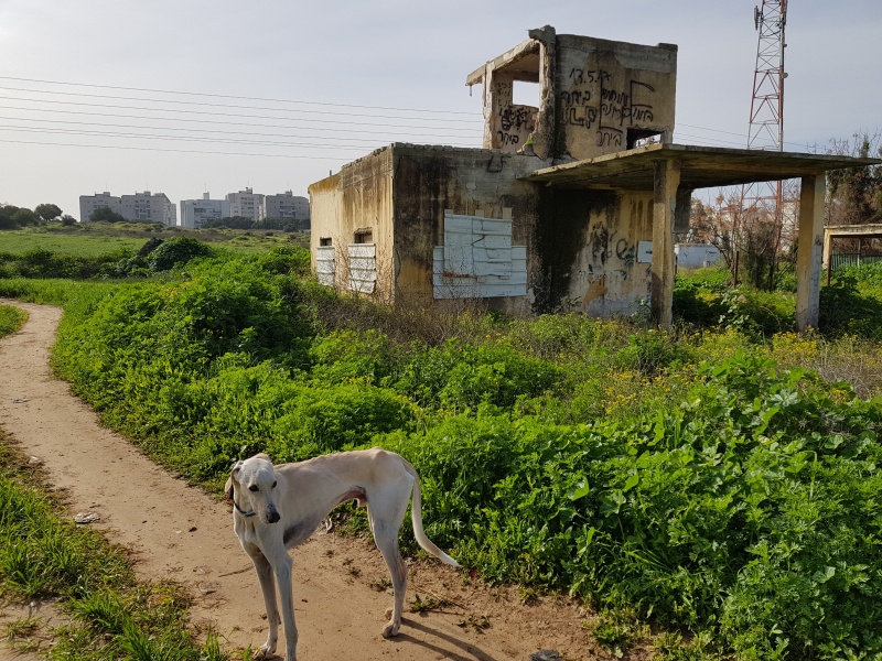 קובץ:2018.02.04-102511.151.android.jpg