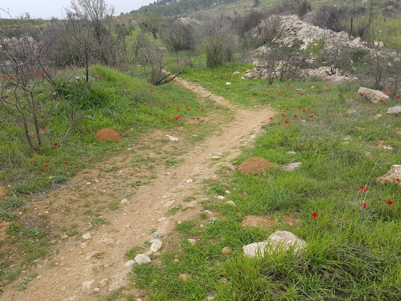 קובץ:2018.02.08-153831.823.android.jpg