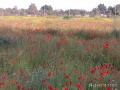 תמונה ממוזערת לגרסה מתאריך 23:43, 12 באפריל 2018