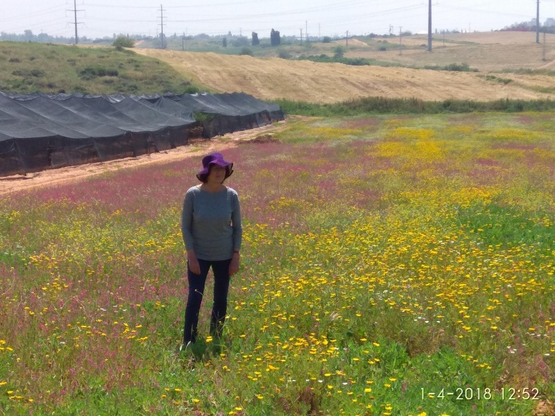 קובץ:2018.04.01-135308.417.android.jpg