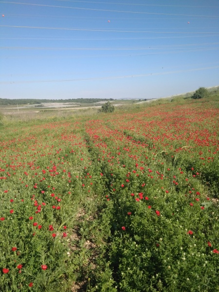 קובץ:2018.04.01-173407.444.android.jpg