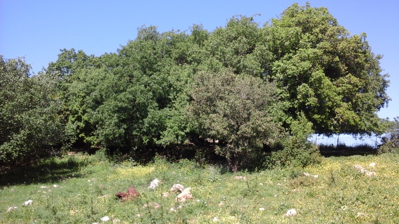 קובץ:2018.04.04-111621.277.android.jpg