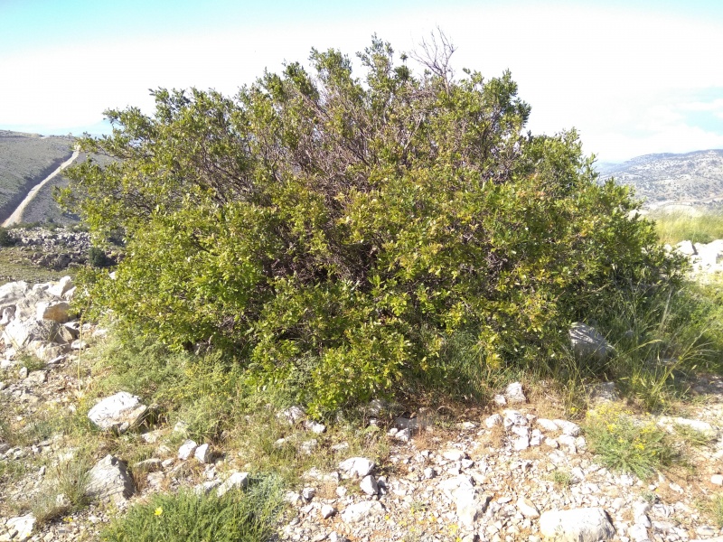 קובץ:2018.06.03-100150.829.android.jpg