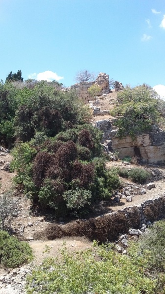 קובץ:2018.07.29-134813.096.android.jpg