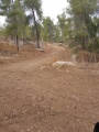 תמונה ממוזערת לגרסה מתאריך 22:01, 23 באוגוסט 2018