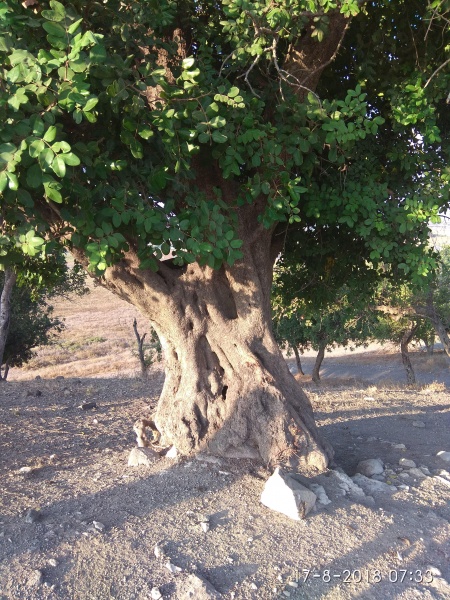 קובץ:2018.08.17-083408.849.android.jpg