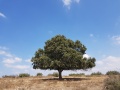 תמונה ממוזערת לגרסה מתאריך 03:32, 17 בספטמבר 2018