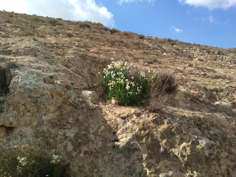 קובץ:2018.12.22-122705.551.android.jpg