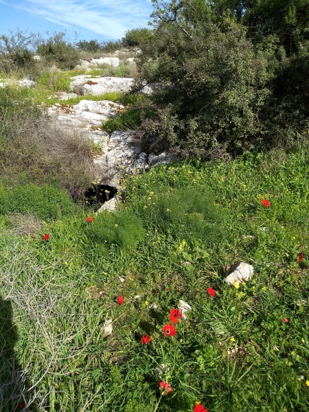 קובץ:2019.01.12-135457.067.android.jpg