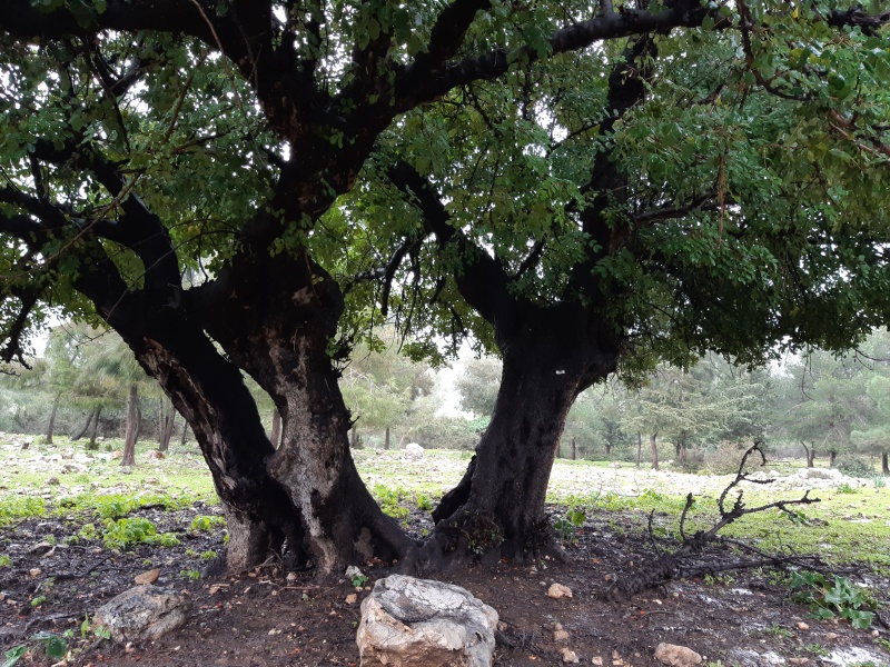 קובץ:2019.01.14-153513.672.android.jpg