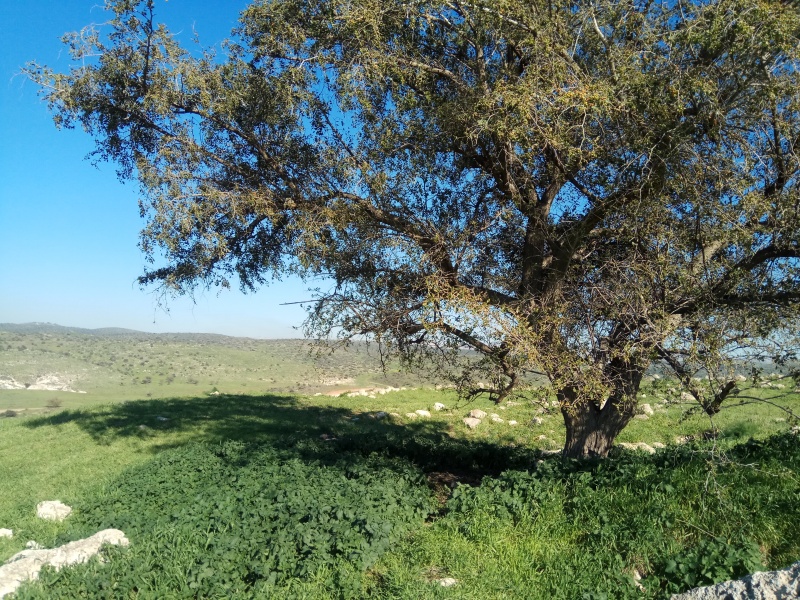 קובץ:2019.02.03-152713.916.android.jpg