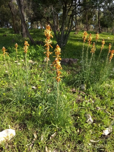 קובץ:2019.03.01-093805.989.android.jpg