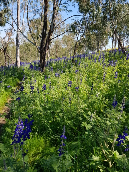 קובץ:2019.03.09-141420.622.android.jpg