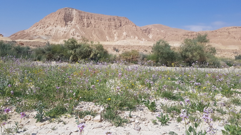 קובץ:2019.03.15-112531.668.android.jpg