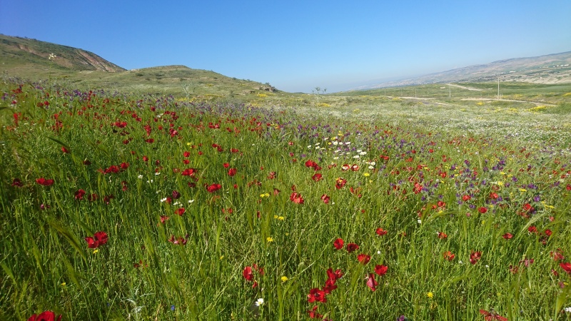 קובץ:2019.03.19-153752.462.android.jpg