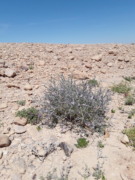 קובץ:2019.03.22-130157.165.android.jpg