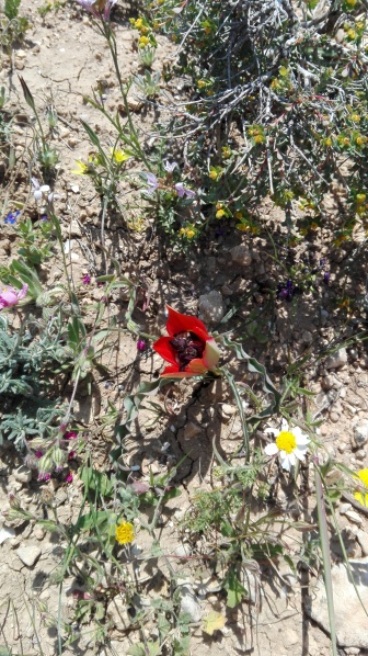 קובץ:2019.03.22-132321.208.android.jpg