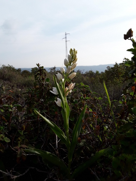 קובץ:2019.03.28-173045.384.android.jpg