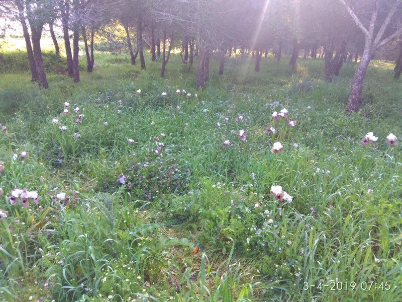 קובץ:2019.04.03-084620.623.android.jpg