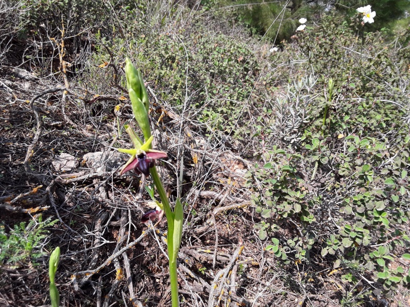 קובץ:2019.04.05-114150.474.android.jpg