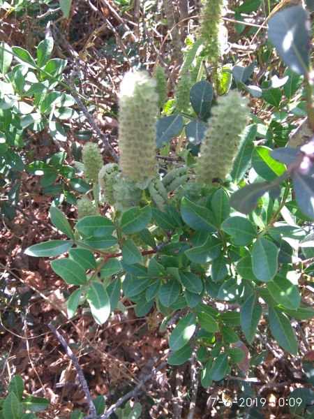 קובץ:2019.06.07-111011.647.android.jpg