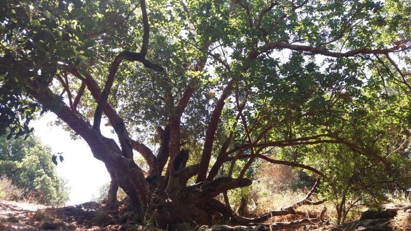 קובץ:2019.07.11-115518.119.android.jpg