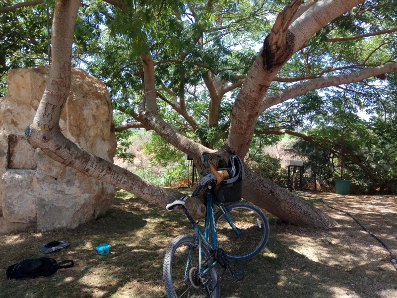 קובץ:2019.07.20-123460.509.android.jpg