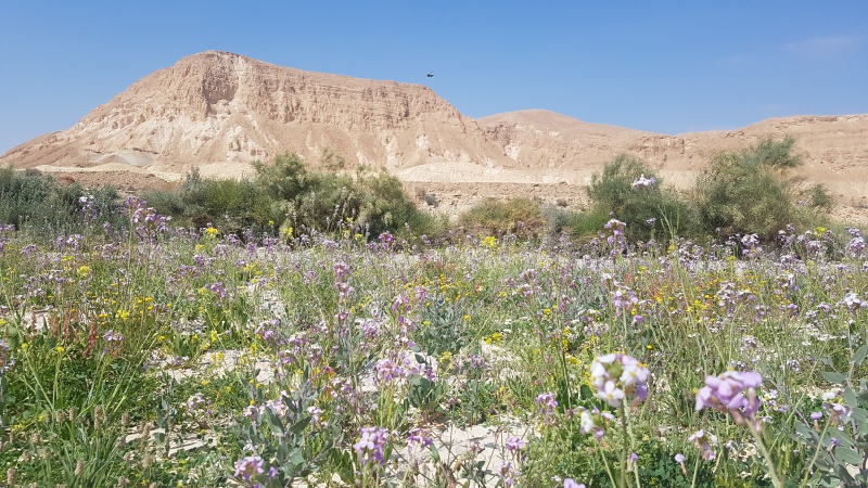 קובץ:20190315 101906.jpg