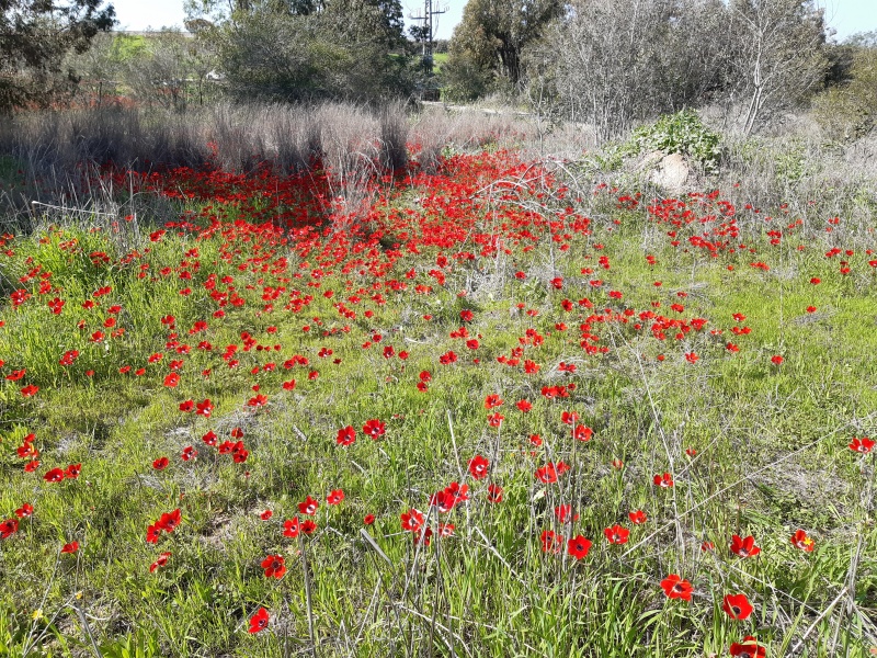 קובץ:2020-02-15T13 15 25.070099499786.jpg