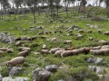 תמונה ממוזערת לגרסה מתאריך 20:57, 28 במרץ 2020