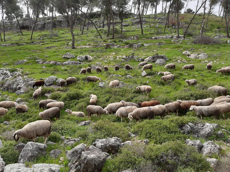 קובץ:2020-03-29T00 03 55.787364360562.jpg