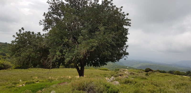 קובץ:2020-04-10T13 18 33.86815816677.jpg