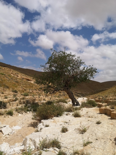 קובץ:2020-04-17T11 28 55.546299250474.jpg