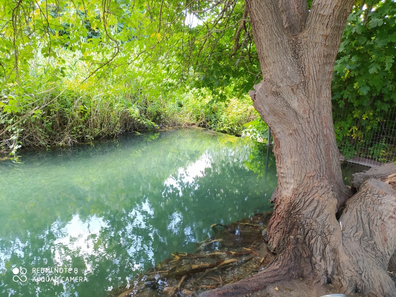 קובץ:2020-05-23T15 16 52.084248395174.jpg