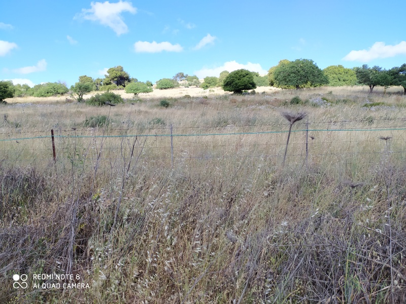 קובץ:2020-05-23T16 31 02.456360567943.jpg