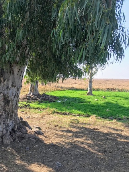 קובץ:2020-07-27T18 01 58.038147391133.jpg