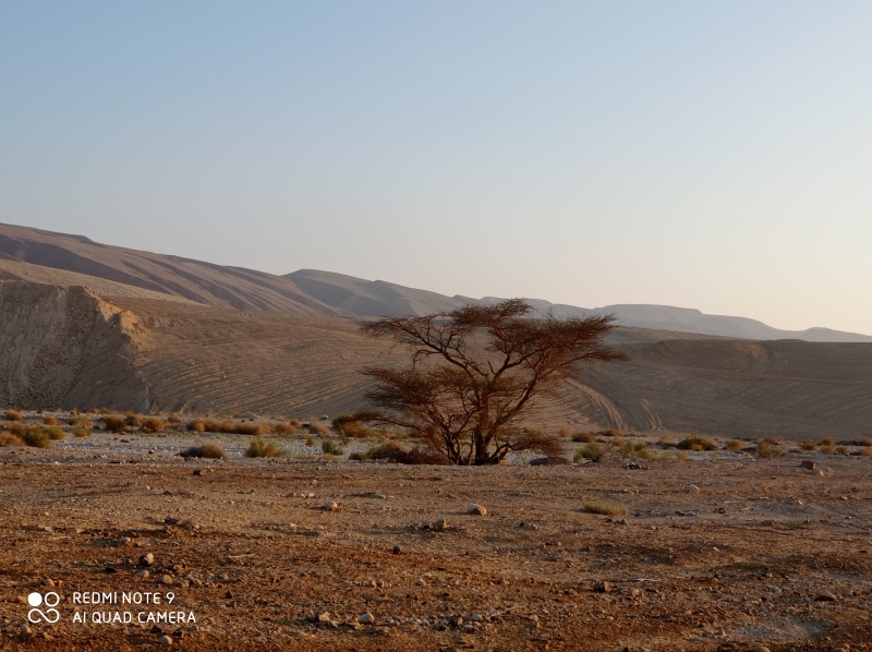 קובץ:2020-08-12T06 44 49.54263156930.jpg