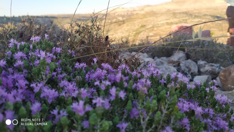 קובץ:2020-10-02T16 49 34.889133339739.jpg