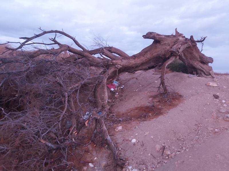 קובץ:2020-11-17T22 30 03.262078621380.jpg