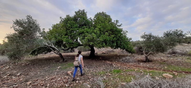 קובץ:2020-11-22T15 59 01.862865286507.jpg