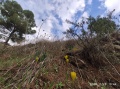 תמונה ממוזערת לגרסה מתאריך 08:45, 28 בנובמבר 2020