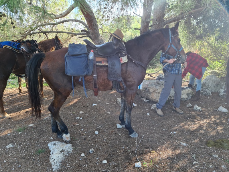 קובץ:2020-12-04T10 08 28.468363383232.jpg