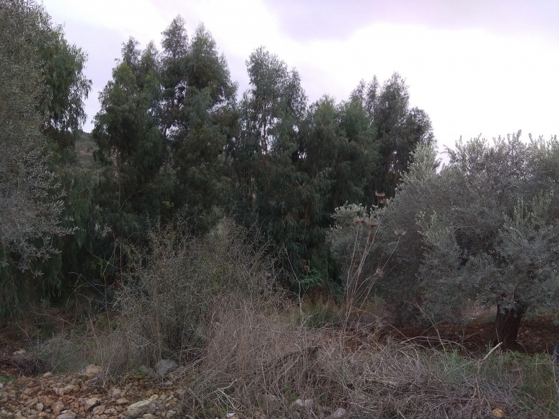 קובץ:2020-12-14T15 06 00.743488697344.jpg