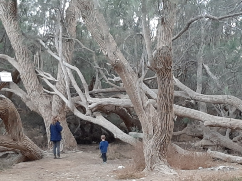 קובץ:2020-12-15T17 30 59.278896262041.jpg