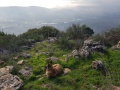 תמונה ממוזערת לגרסה מתאריך 07:05, 24 בדצמבר 2020