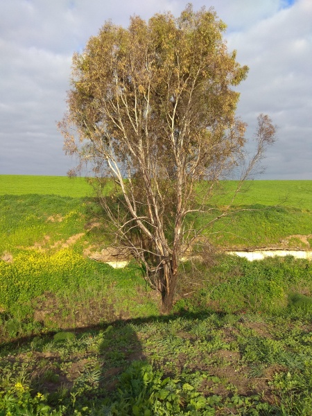 קובץ:2020.03.02-085429.351.android.jpg