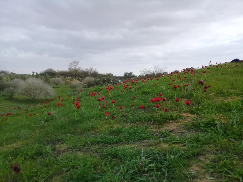 קובץ:2020.03.02-162705.154.android.jpg