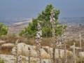 תמונה ממוזערת לגרסה מתאריך 13:31, 16 בספטמבר 2020