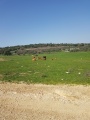 תמונה ממוזערת לגרסה מתאריך 09:51, 3 בפברואר 2021